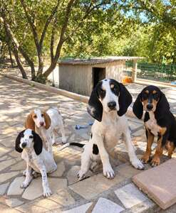 chiots